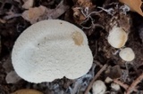 Lycoperdon pratense image
