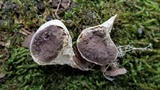 Lycoperdon pratense image