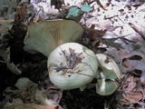 Lactarius maculatipes image