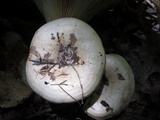 Lactarius maculatipes image