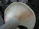 Lactarius maculatipes image