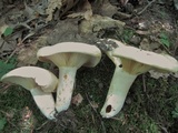Lactarius maculatipes image