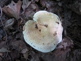 Lactarius pallescens var. pallescens image