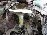 Lactarius pallescens image