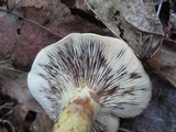 Lactarius pallescens var. pallescens image