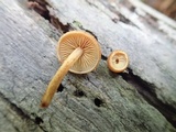 Pholiota granulosa image