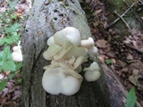 Pleurotus pulmonarius image