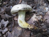 Retiboletus griseus image