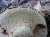 Retiboletus griseus image