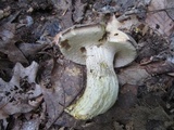 Retiboletus griseus image