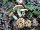 Russula fragrantissima image