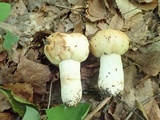 Russula fragrantissima image