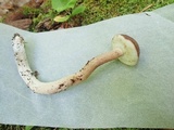 Xanthoconium purpureum image