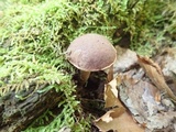 Xanthoconium purpureum image