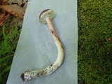 Xanthoconium purpureum image