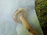 Xanthoconium purpureum image