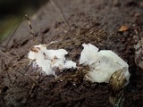 Eryniopsis caroliniana image