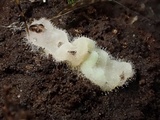 Eryniopsis caroliniana image