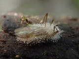 Eryniopsis caroliniana image