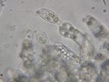 Eryniopsis caroliniana image