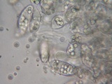 Eryniopsis caroliniana image