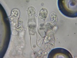 Eryniopsis caroliniana image