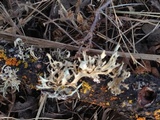 Ramalina puberulenta image