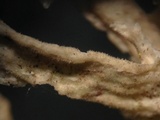 Ramalina puberulenta image