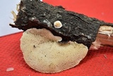 Trametes villosa image