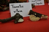 Trametes villosa image