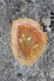 Caloplaca eugyra image