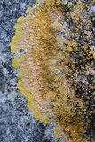 Caloplaca eugyra image