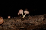 Cookeina tricholoma image