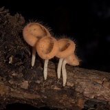 Cookeina tricholoma image