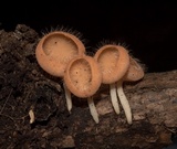 Cookeina tricholoma image