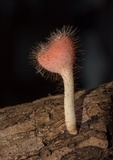 Cookeina tricholoma image