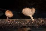 Cookeina tricholoma image