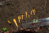 Microglossum rufum image