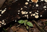 Panellus pusillus image