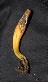 Microglossum rufum image