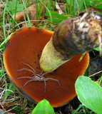 Boletus subluridellus image