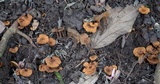 Phylloporia spathulata image