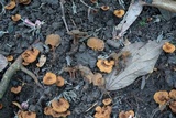 Phylloporia spathulata image