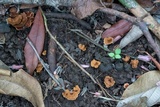 Phylloporia spathulata image