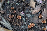 Phylloporia spathulata image
