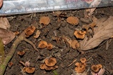 Phylloporia spathulata image
