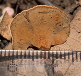 Phylloporia spathulata image
