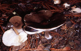 Melanoleuca melaleuca image