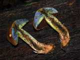Boletus subluridellus image