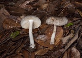 Amanita farinosa image